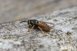 Red Wasp (Vespula rufa)