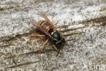 Red Wasp (Vespula rufa)