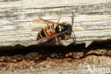 Red Wasp (Vespula rufa)