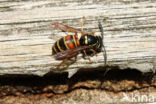 Red Wasp (Vespula rufa)