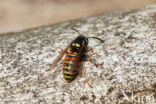 Red Wasp (Vespula rufa)