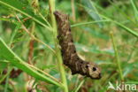 Groot avondrood (Deilephila elpenor)