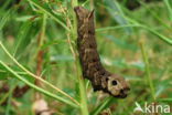 Groot avondrood (Deilephila elpenor)