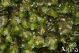 Beek-schoffelmos (Scapania undulata)