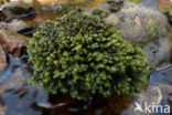 Waterearwort (Scapania undulata)