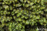Waterearwort (Scapania undulata)