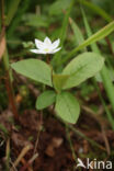 Chickweed Wintergreen (Trientalis europaea)