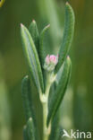 Bog-rosemary (Andromeda polifolia)