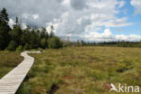 Harz National park