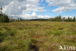 Harz National park