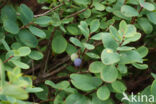 Bog Bilberry (Vaccinium uliginosum)