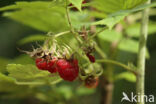 Raspberry (Rubus idaeus)