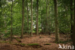 Nationalpark Harz