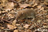 Myodes glareolus