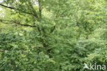 Common Oak