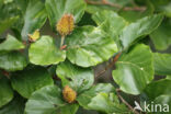 Beech (Fagus sylvatica)