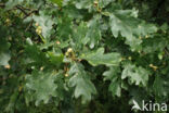 Common Oak