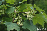 Sycamore (Acer pseudoplatanus)