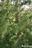 Norway Spruce (Picea abies)