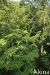 Beech (Fagus sylvatica)