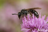 Andrena coitana