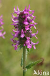 Betony (Stachys officinalis)