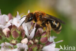 Lasioglossum laevigatum