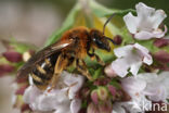 Lasioglossum laevigatum