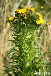 Hawkweed Oxtongue (Picris hieracioides)