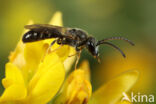 Lasioglossum lineare