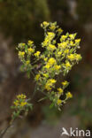 yellowtuft (Alyssum murale)