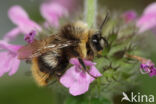Early bumblebee (Bombus pratorum)