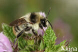 Bombus sylvarum