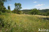 chalk grassland