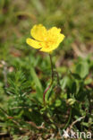 Common Rock-rose (Helianthemum nummularium)