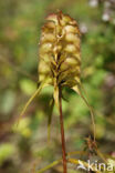 Melampyrum cristatum