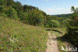 chalk grassland