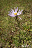 Perennial aster (Aster amellus)