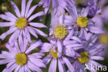 Perennial aster (Aster amellus)
