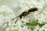 Lasioglossum laticeps
