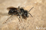 Lasioglossum majus