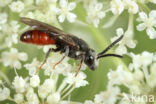Sphecodes albilabris