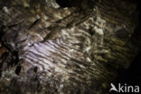 cave