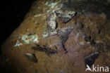 The Tissue (Triphosa dubitata)