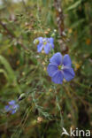 flax (Linum austriacum)