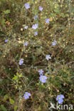 flax (Linum austriacum)