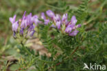 Purple Milk-vetch (Astragalus danicus)