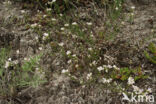 Squinancywort (Asperula cynanchica)