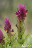 Field Cow-wheat (Melampyrum arvense)