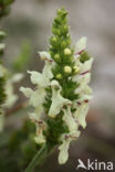 Yellow Woundwort (Stachys recta)